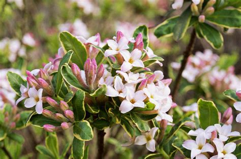 11 Types Of Shrubs That Flower In Early Spring