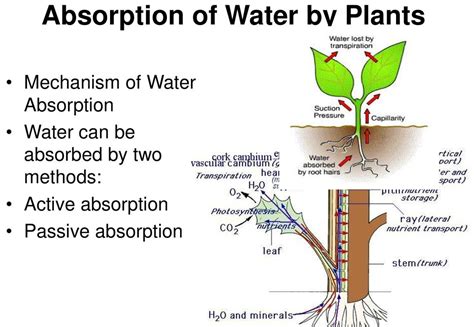 How To Plants Absorb Water Kataulamacom