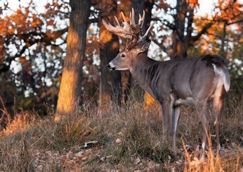 Wisconsins Deer Hunting Season Kicks Off With 4 People Shot