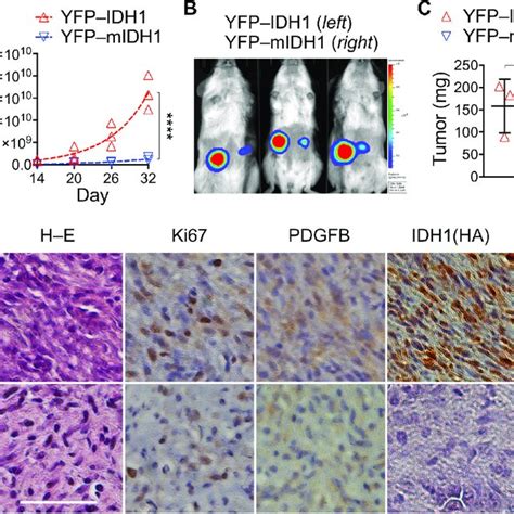 Pdf Idh1r132h Is Intrinsically Tumor Suppressive But Functionally