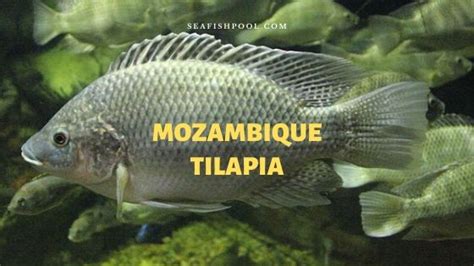 Mozambique Tilapia Profile Diet Size Breeding Growth Seafish