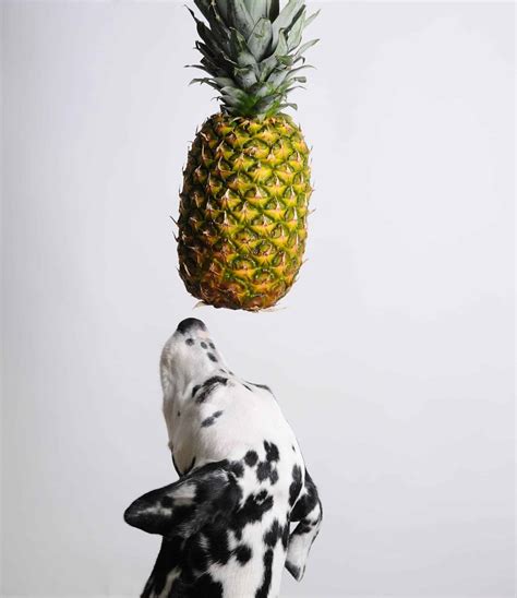 Can dogs get sick from eating pineapple? Can I Feed My Dog Pineapple? Can Dogs Eat Pineapple?