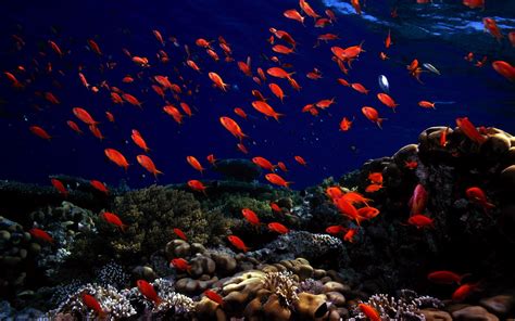Download Home Ocean Life Trine Underwater Fish Photo By Staceybarry