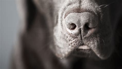 The Dog Breeds With The Best Sense Of Smell Dogtime