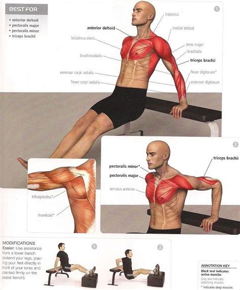 Qué músculos trabajo en cada ejercicio Mundo Entrenamiento Body