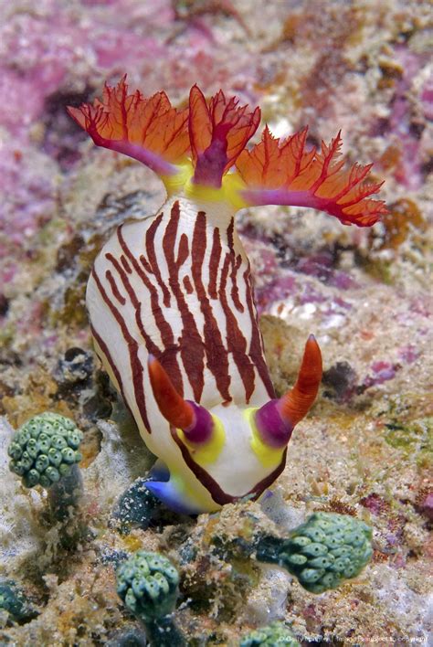 Nudibranch Mollusk On Coral Raja Ampat Islands Irian Jaya West Papua