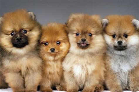 Best 12 Fluffiest Dogs Ever Puppies Club