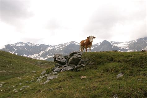 Austrian Mountain Cow Free Stock Photo Freeimages