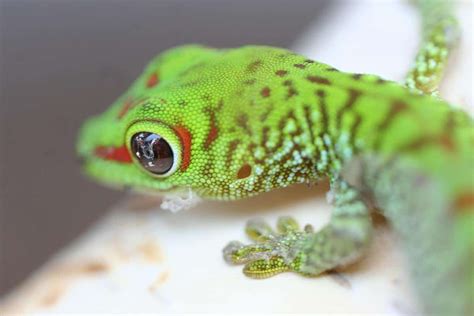 What Do Baby Geckos Eat Diet And Feeding Tips