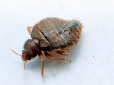 Bed Bugs Pest Control In Israel Pro ️ סטופ פשפש