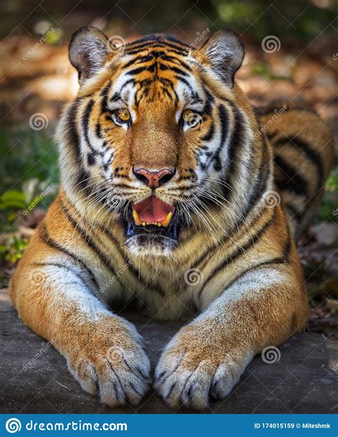 Angry Tiger Looking Camera Or Big Cat Stock Image Image Of Angry