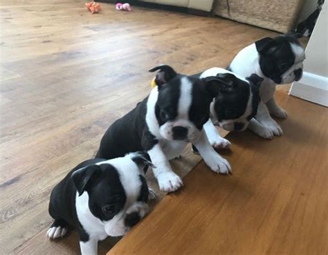 The boston terrier is an intelligent, affectionate, & playful dog that makes a great addition to a family. Boston Terrier Puppies For Sale | Portland, OR #288206
