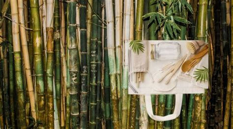 Top Tips For Choosing Sustainable Bamboo Products Beautiful Touches