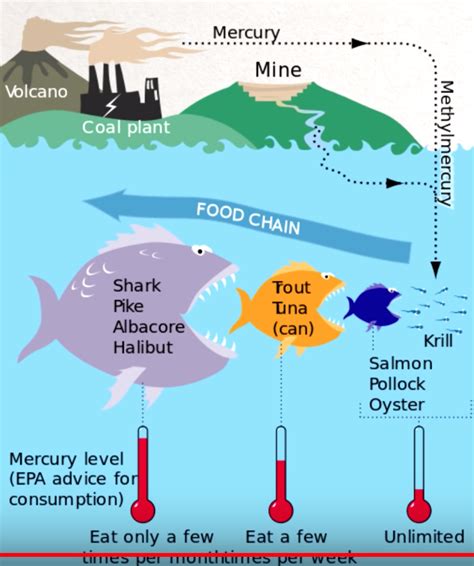Mercury In Seafood Food Chain Mercury In Fish Ap Environmental Science