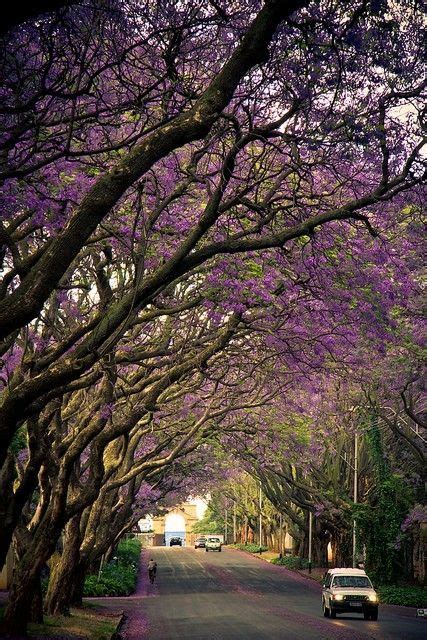 Purple By Eleven Purple Trees Scenery Beautiful Nature