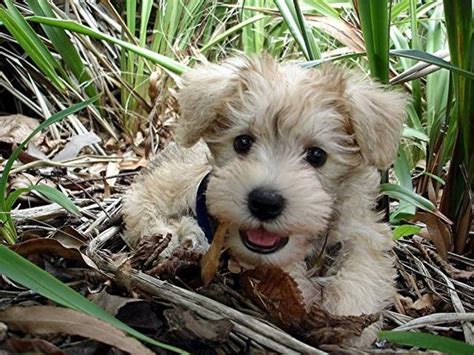 Schnoodle Schnoodle Puppy Cute Dogs Puppies