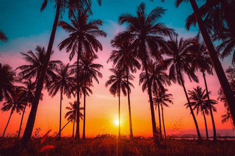 The 8 Best Sunset Spots In The Southwest Us Palm Tree Sunset Palm