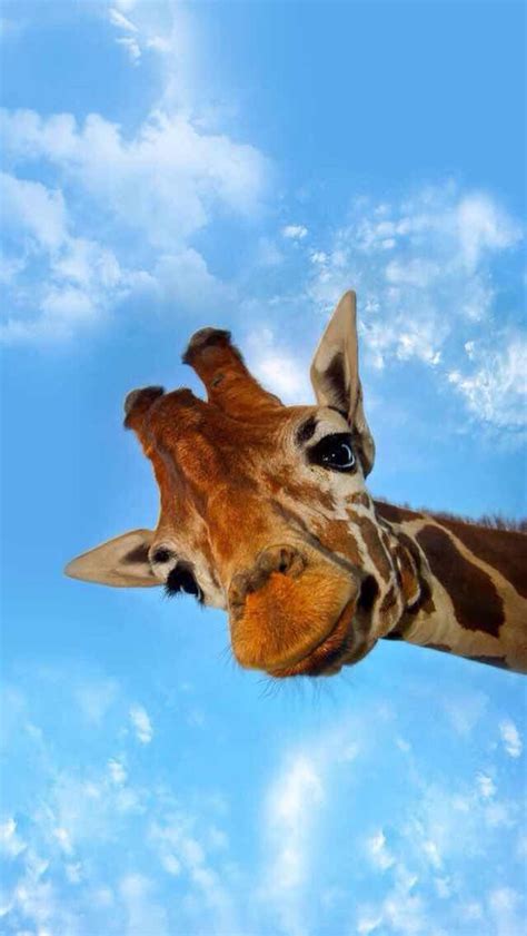 Iphone And Android Wallpapers Giraffe Background For Iphone And