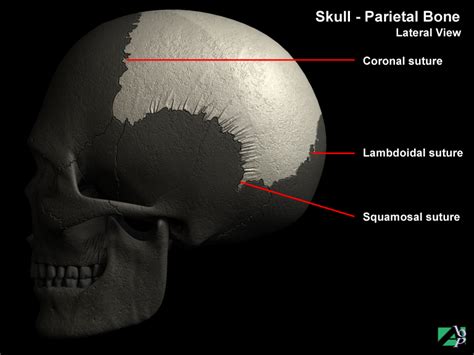 Parietal Bone