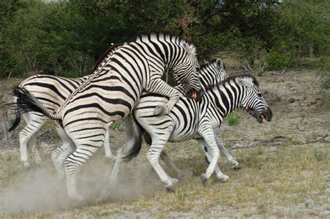 Malcolm Schuyl Wildlife Photography Zebras Mating Kenya