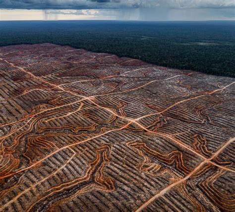 Indonesia Gagal Hentikan Laju Deforestasi Dan Korupsi Di Sektor Sumber