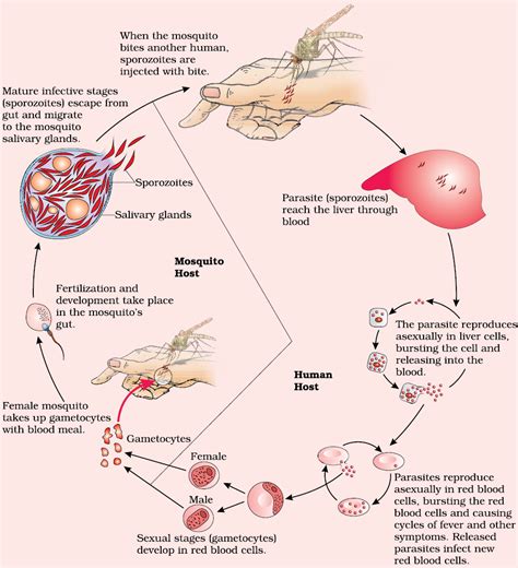 Human Health And Disease Ncert Class Biology