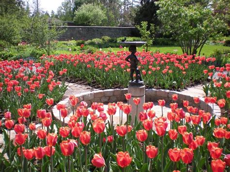 Beautiful Tulip Gardens In 2020 Tulips Tulips Garden Plants