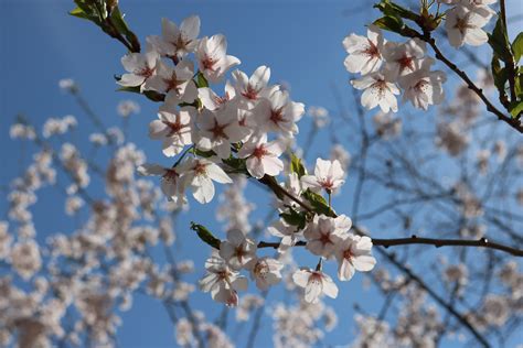 Seeking springtime sakura - Imprint