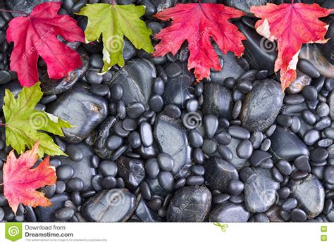 Conceptual View Of Leaves On Black River Rocks Stock Image Image Of