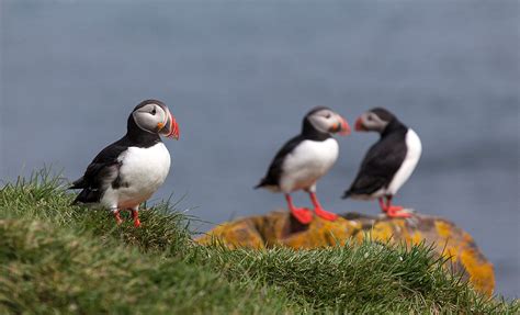 Puffins World Photography Image Galleries By Aike M Voelker