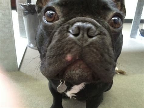 The Ugly Truth About Frenchie Acne How To Help Your Dog Look And Feel