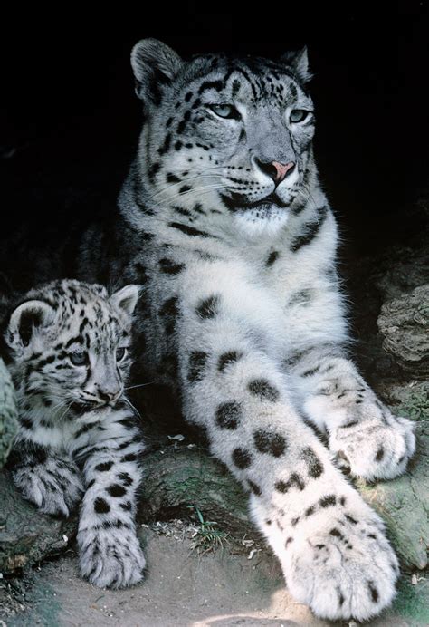 Fix several memory leaks osx: Climate change could push snow leopards over the edge | WWF