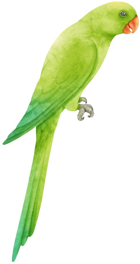 Watercolor Parakeet Parrot Bird Illustration 9373144 Png