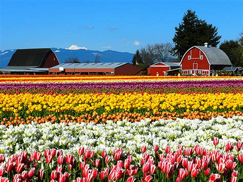 Oin us in celebrating the kickoff of the 2021 skagit valley tulip festival on april 1 from 6 p.m. Skagit Valley Tulip Fields - Crop Field in Washington ...
