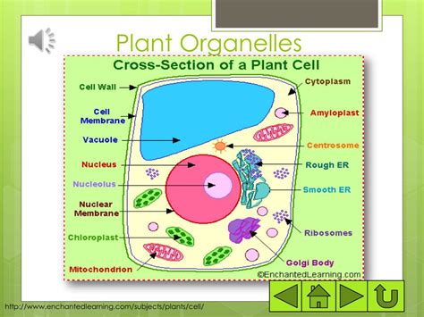 Plant Cell Organelles And Their Functions Tribuntech
