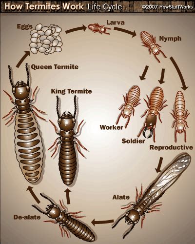 Termite Queen Anatomy