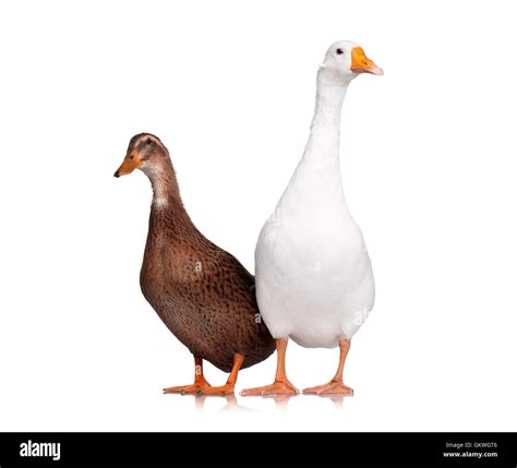 Duck And Goose Stock Photo Alamy
