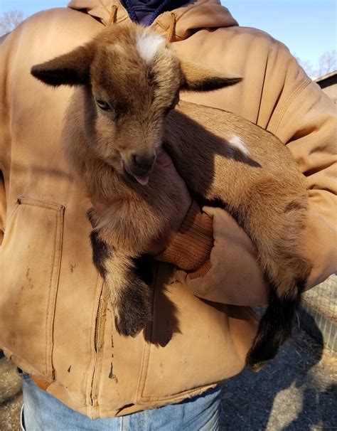 Miniature Nigerian Dwarf Goats Tanglewood Farm Miniatures