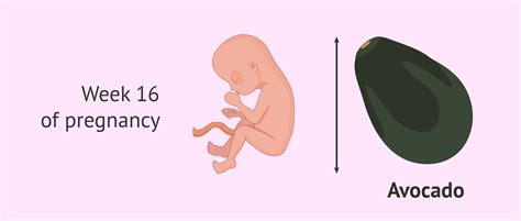 Week 16 Of Pregnancy Changes In The Fetus And Mother