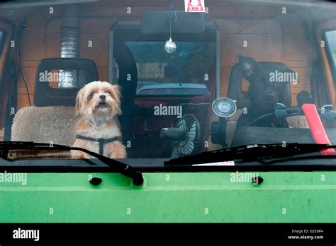Two Dogs Driving Stock Photo Alamy