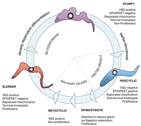 the developmental cell biology of trypanosoma brucei journal of cell science