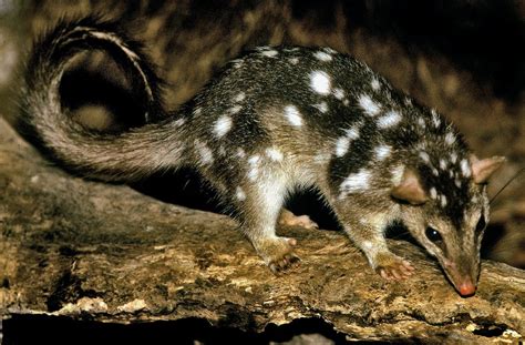 Quolls Are In Danger Of Going The Way Of Tasmanian Tigers