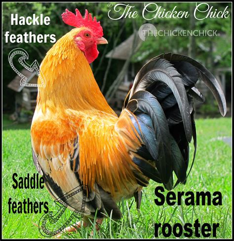How To Sex Chickens Male Or Female Hen Or Rooster The Chicken Chick®