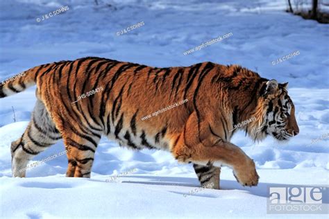 Siberian Tiger Panthera Tigris Altaica Asia Young Male Walking In