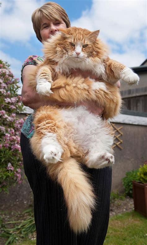 They are the original american breed of cat. Maine Coon Cats That Are Way Too Big To Be House Cats (29 ...