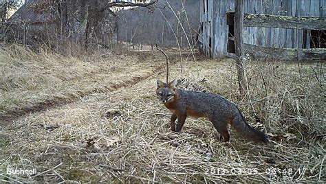 Gray Fox Behavior