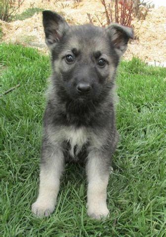 German shepherds dates back to as early as the 7th century a.d. Stunning Silver Sable German Shepherd Puppies For Sale for ...