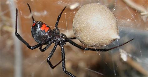 Pest Control Diary How To Hunt And Kill Black Widow Spiders
