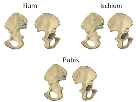 Hip Bones Pubis Diagram Quizlet