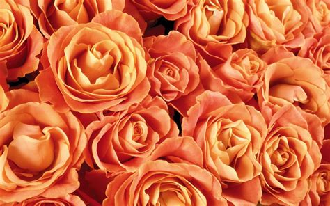 Peach Colored Roses